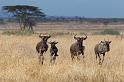 081 Tanzania, N-Serengeti, gnoes